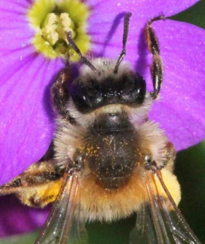 Andrena gravida